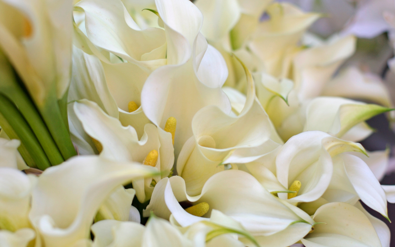 The Importance of Funeral Flowers: A Tribute of Beauty and Sympathy